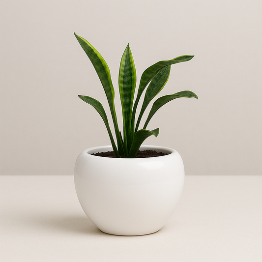 Apple pot