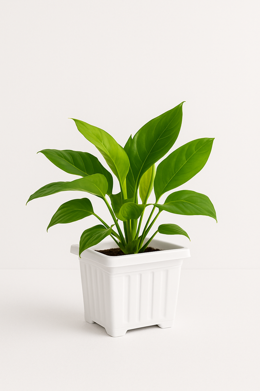 Delite pot